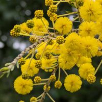 ミモザ,ミモザ,ナノハナ,いつもありがとう♡,花のある暮らしの画像