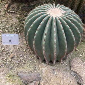 サボテン,巌（イワオ）,観葉植物の画像