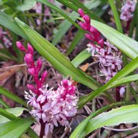 吉祥草,多肉植物,多肉初心者,小さな小さな庭,ばぁばの花の画像