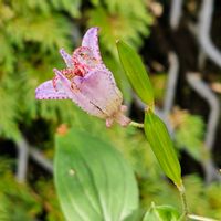 ホトトギス,多年草,広島市植物公園,平和を願う,ユリ科ホトトギス属の画像