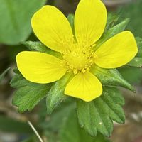 キツネノボタン,ヤブヘビイチゴ,ヤブヘビイチゴの果実,ヤブヘビイチゴの葉,山野草の画像