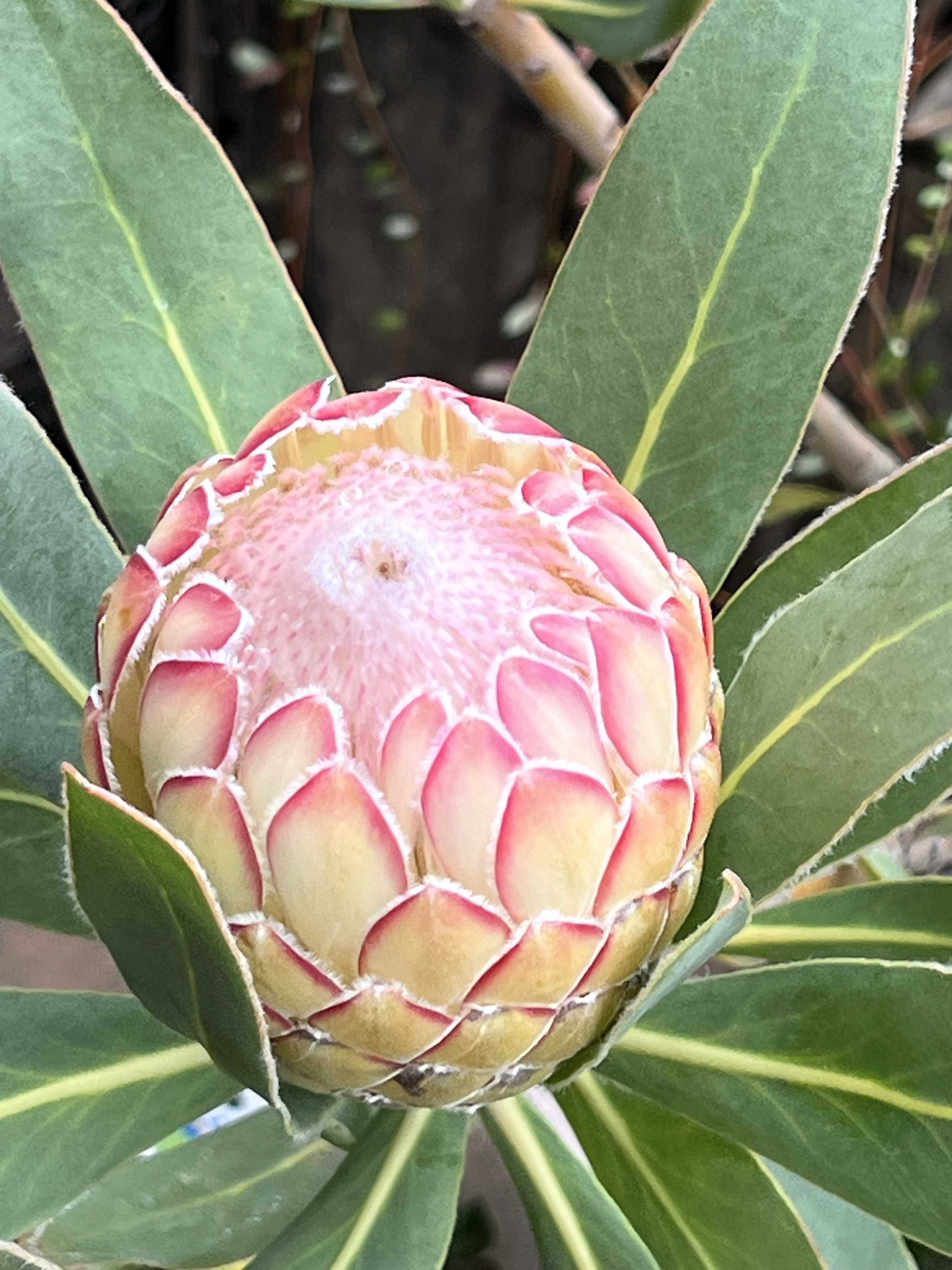 プロテア スサラの一覧｜🍀GreenSnap（グリーンスナップ）