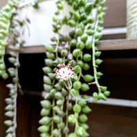 ピーチネックレス,ピーチネックレスの花,多肉植物,DIY,多肉棚の画像