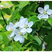 ヒメリンゴ,光と影,今日のお花,富山支部,♯今日のお花の画像