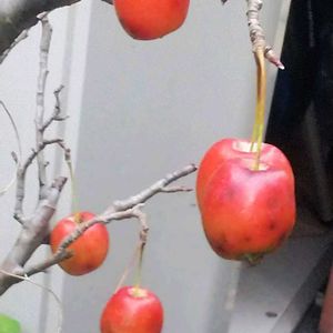 姫りんご,鉢植え,花のある暮らし,おうち園芸,♡今日のお花♡の画像