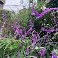 アメジストセージ,花のある暮らし,紫のお花,広い庭の画像