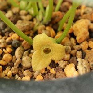 カンアオイ,寒葵,和風,観葉植物,鉢植えの画像