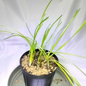 Albuca concordiana,多肉植物,球根,実生,成長記録の画像