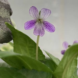 鉢植え,スミレ属,おうち園芸の画像