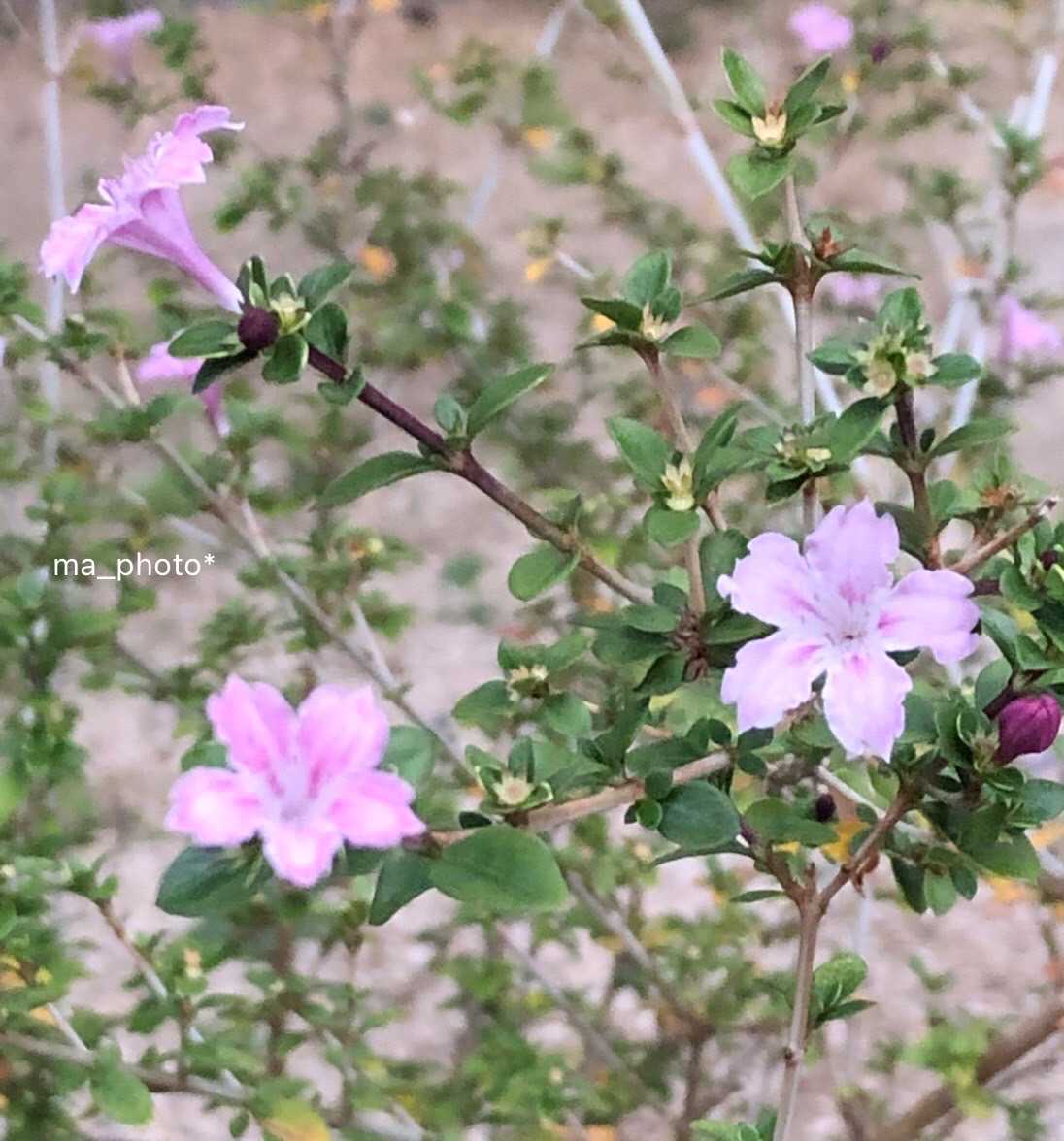 紅丁花(コウチョウゲ)の一覧｜🍀GreenSnap（グリーンスナップ）