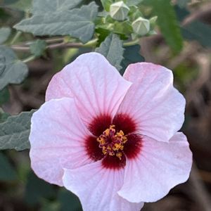 ヤノネボンテンカ,ヤノネボンテンカ (タカサゴフヨウ),地植え,アオイ科,花木の画像