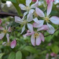 リンゴ,リンゴ,リンゴ,リンゴ,リンゴの花の画像