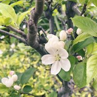 ヒメリンゴ,リンゴ,今日のお花,誕生記念樹,人に優しくの画像