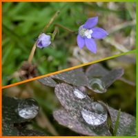 カタバミ,カタバミ,ヒナギキョウ,ヒナギキョウ,花のある暮らしの画像