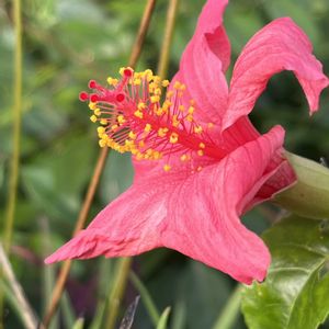 ハイビスカス,コキオサーモン,鉢植え,ネコ好き,花のある暮らしの画像