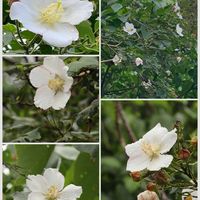 フヨウ,花のある暮らし,沖縄,自生の花,ヤンバルの画像