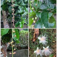 サガリバナ,一夜限りの花,花のある暮らし,沖縄,おうち園芸の画像