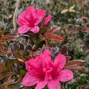 小さな幸せ♡,季節外れの開花,♡お花はかわいい♡,花に出会えて　感謝,安曇野市光城山の画像