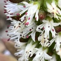 爪蓮華,ツメレンゲ(爪蓮華),多肉植物,鉢植え,散歩中の画像