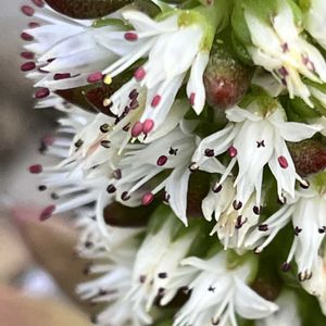 爪蓮華,ツメレンゲ(爪蓮華),多肉植物,鉢植え,散歩中の画像