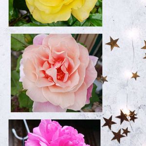 鉢植え,花のある暮らし,緑のある暮らし,綺麗なお花,ばら バラ 薔薇の画像