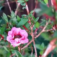 ギョリュウバイ,庭の花,ガーデニング初心者,お花のある暮らし,元気に育ててますよの画像