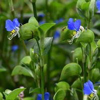 ツユクサ,道端の草花,自然観察,散策,在来種の画像