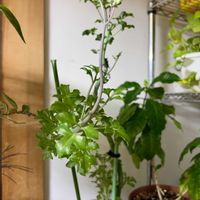 七宝樹,セネシオ 七宝樹,多肉植物,成長記録,蕾 つぼみの画像