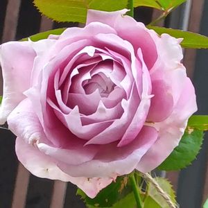 薔薇 あおい,鉢植え,花のある暮らし,おうち園芸の画像