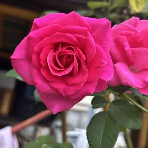 薔薇　うらら　挿し木2年生苗,薔薇　うらら　挿し木2年生苗,鉢植え,癒し,ロザリアンの画像