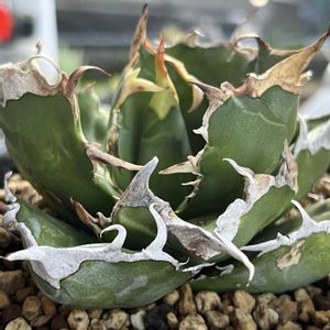 ハオルチア,多肉植物,ユーフォルビア,agave,アロエ属の画像