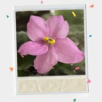 シクラメン,セントポーリア,花のある暮らし,お花大好き♡,ピンクワールドへ ようこその画像