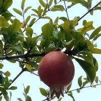 ザクロ,元気もらえる,GSのみなさんに感謝♡,青い空,いつも心に太陽をの画像