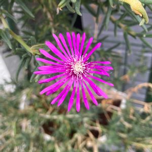 マツバギク(松葉菊),鉢植えの画像