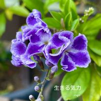 デュランタ,花のある暮らしの画像