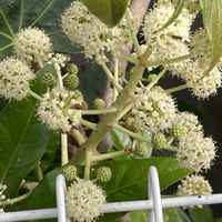 ヤツデ,ヤツデの花♡,ヤツデのつぼみ,八手(ヤツデ)の蕾,庭木の画像