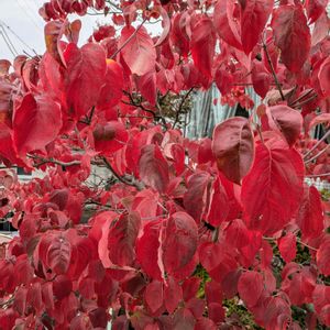 ナンキンハゼ,まだまだ初心者,花のある暮らし,緑のある暮らし,遊歩道の画像