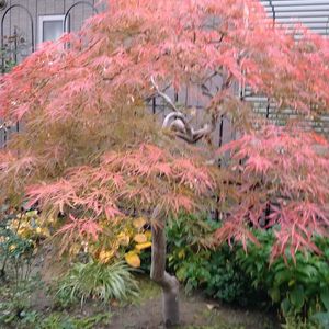 コバノズイナ,紅葉,ブルーベリーの葉,紅枝垂れ紅葉,細葉紅枝垂れ紅葉の画像