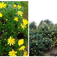 マーガレットコスモス,ユリオプスデージー,自宅の花,おでかけ先の画像