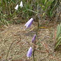 ツリガネニンジン,山野草,秋の花,奥三河,東三河の画像