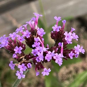 やなぎはながさ　三尺バーベナ,地植え,花のある暮らし,強い子,綺麗な色の画像