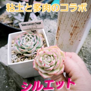 乙女心,虹の玉,マーブルネックレス(斑入りグリーンネックレス),レットベリー,寄せ植えの画像