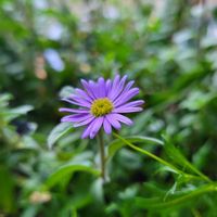 ハツユキカズラ,姫小菊,花のある暮らし,北海道,初冬の画像