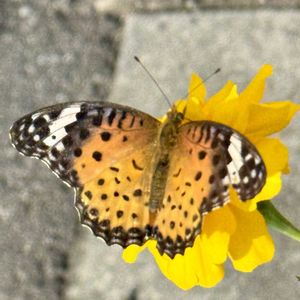 マリーゴールド,花壇,花だよりの画像