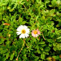 エリゲロン,朝の散歩道,昨日の１枚,お花が２つ残っていました,通り道のお宅の生垣の上にの画像