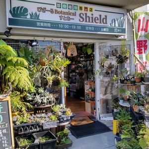 多肉植物,ウラボシ科,ビカクシダ属,食中植物,塊根の画像