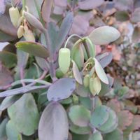 胡蝶の舞,宿根草,多肉植物,ハーブ,我が家の庭の画像