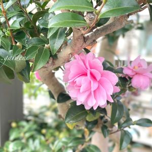 山茶花(さざんか）,地植えの画像