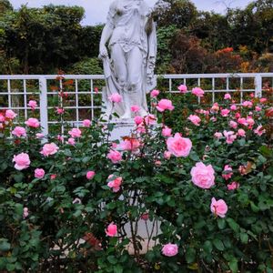 薔薇,バラ ブラックティー,薔薇クイーンエリザベス,薔薇芳純,秋バラの画像