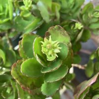 カランコエ,多肉植物,成長記録,西日,剪定の画像